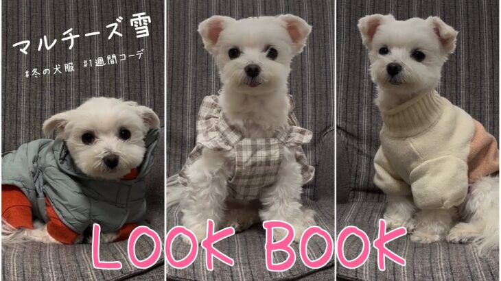 【犬服】マルチーズ雪、冬のLOOK BOOK❄️【1週間コーデ】