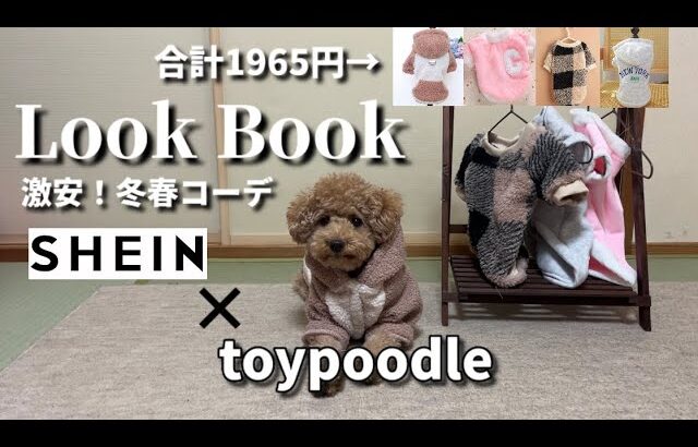 激安！SHEINで爆買いした愛犬の冬春コーデが可愛すぎた【トイプードル】【Look Book】